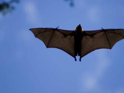 Madagascar Flying Fox Fruit Bat In Flight, Berenty Private Reserve, South Madagascar by Inaki Relanzon Pricing Limited Edition Print image