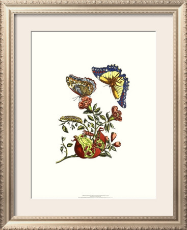 Nature's Bounty Iii by Maria Sibylla Merian Pricing Limited Edition Print image