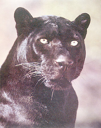 Black Panther Portrait by Ron Kimball Pricing Limited Edition Print image