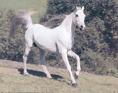 Grey Stallion by Ron Kimball Pricing Limited Edition Print image