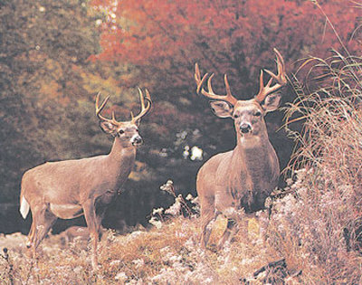 Two Bucks by Charles Alsheimer Pricing Limited Edition Print image