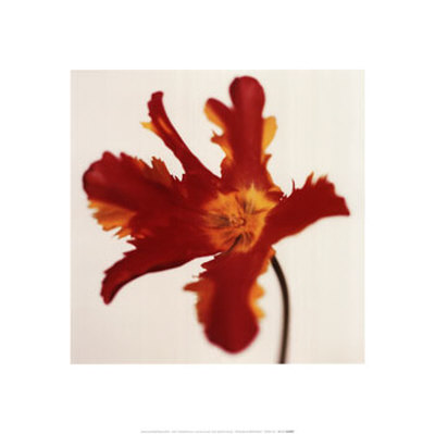 Parrot Tulip, Bright Red On White by Michael Banks Pricing Limited Edition Print image