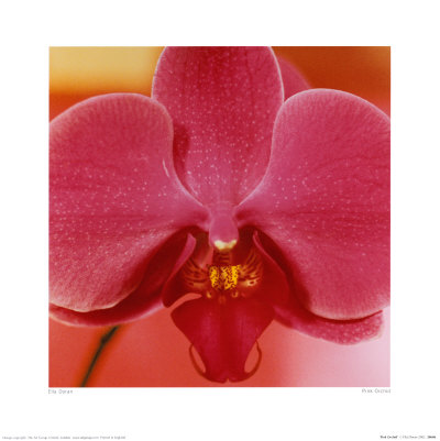 Pink Orchid by Ella Doran Pricing Limited Edition Print image