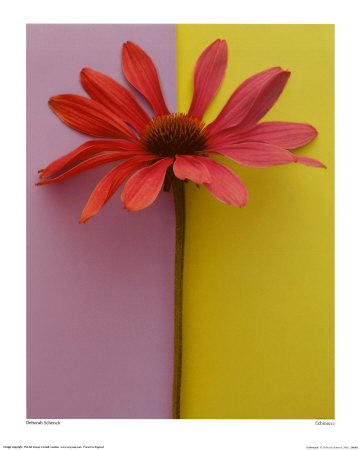 Echinacea by Deborah Schenck Pricing Limited Edition Print image