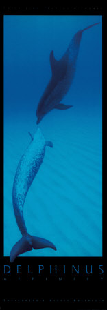 Delphinus by Alexis Rosenfeld Pricing Limited Edition Print image