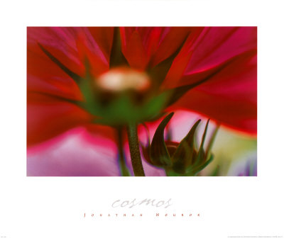 Cosmos by Jonathan Nourak Pricing Limited Edition Print image