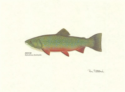 Brook Trout by Ron Pittard Pricing Limited Edition Print image