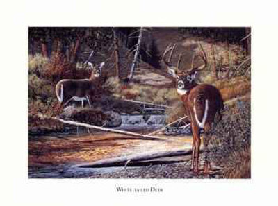 Whitetailed Deer by Bernie Jensen Pricing Limited Edition Print image