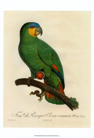 Barraband Parrot No. 110 by Jacques Barraband Pricing Limited Edition Print image