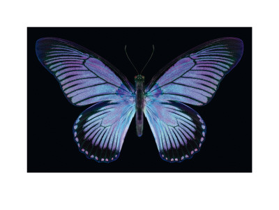 Great Blue Zalmoxis Ii by Harold Feinstein Pricing Limited Edition Print image
