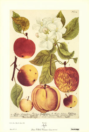Apples by Johann Wilhelm Weinmann Pricing Limited Edition Print image