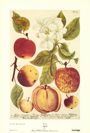 Apples by Johann Wilhelm Weinmann Pricing Limited Edition Print image