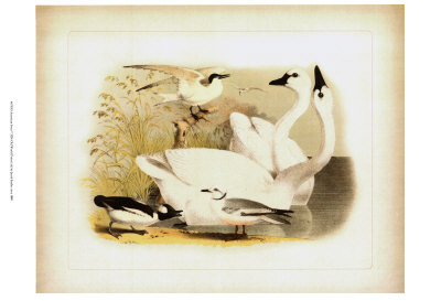 American Swan by Jacob Studer Pricing Limited Edition Print image