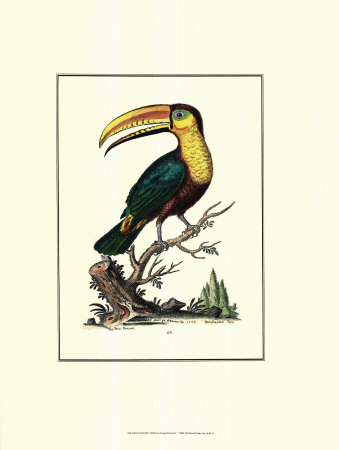 Toco Toucan by Sydenham Teast Edwards Pricing Limited Edition Print image