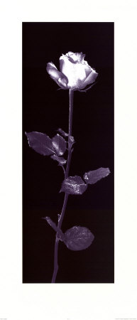 Rose by Alfred Gockel Pricing Limited Edition Print image