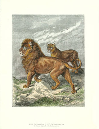 The Senegal Lion And Lioness by Friedrich Specht Pricing Limited Edition Print image