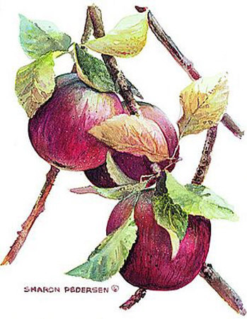 Apples Red by Sharon Pedersen Pricing Limited Edition Print image