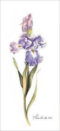 Iris Botanical 2 by Consuelo Gamboa Pricing Limited Edition Print image