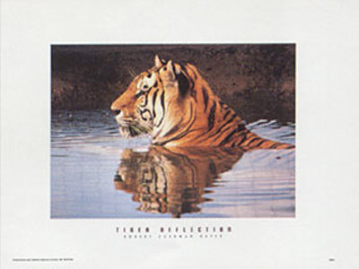 Tiger Reflection by Robert Cushman Hayes Pricing Limited Edition Print image