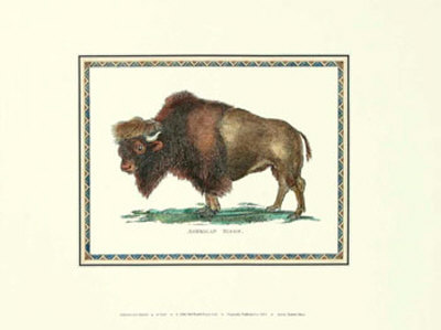 American Bison by George Shaw Pricing Limited Edition Print image