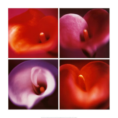 Four Calla Lilies by Anna Halm-Schudel Pricing Limited Edition Print image
