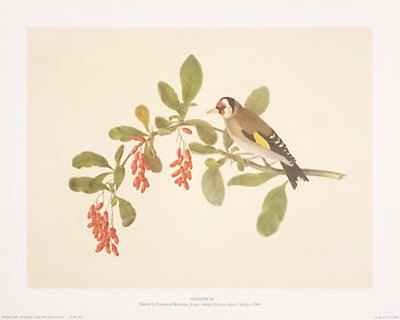 Goldfinch by Frances Le Marchant Pricing Limited Edition Print image