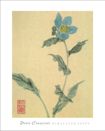 Himalayan Poppy by Peter Cavaciuti Pricing Limited Edition Print image