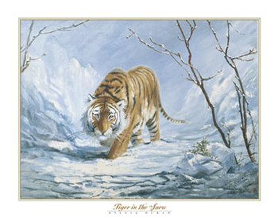 Tiger In The Snow by Silvia Duran Pricing Limited Edition Print image