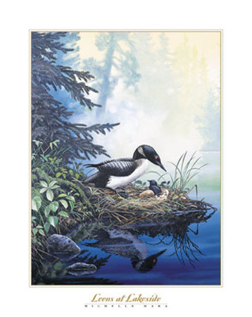 Loons At Lakeside by Michelle Mara Pricing Limited Edition Print image