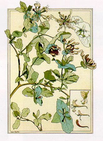 Lonicera by Anna Martin Pricing Limited Edition Print image