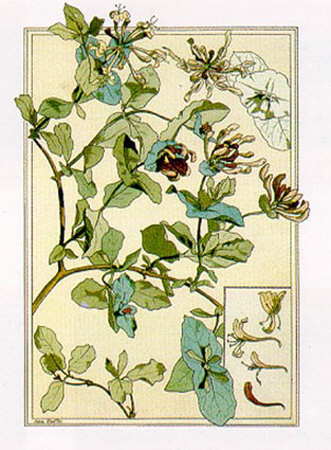 Lonicera by Anna Martin Pricing Limited Edition Print image