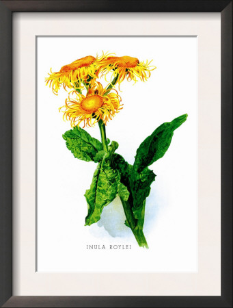 Inula Roylei by H.G. Moon Pricing Limited Edition Print image