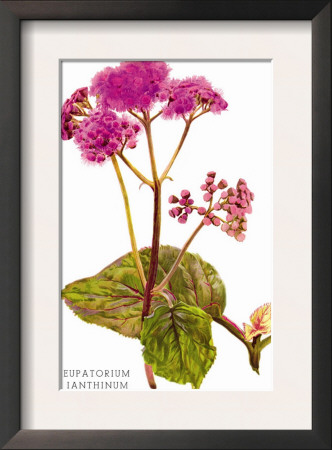Eupatorium Ianthinum by H.G. Moon Pricing Limited Edition Print image