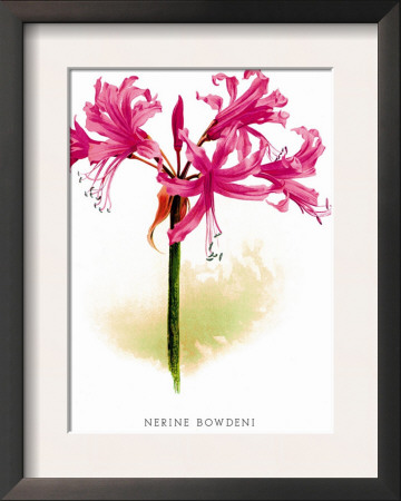 Nerine Bowdeni by H.G. Moon Pricing Limited Edition Print image