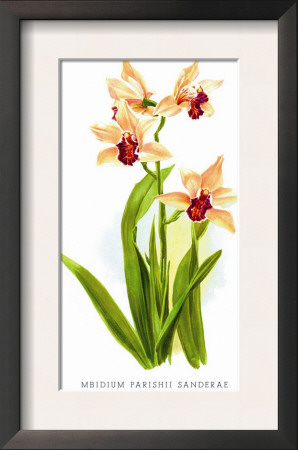 Mbidium Parishii Sanderae by H.G. Moon Pricing Limited Edition Print image