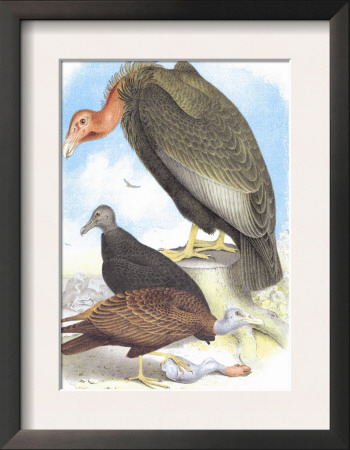 California Condor, Turkey Buzzard, And Carrion Crow by Theodore Jasper Pricing Limited Edition Print image