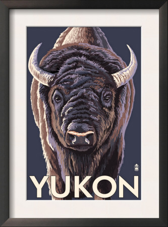 Yukon, Canada - Bison Up Close, C.2009 by Lantern Press Pricing Limited Edition Print image