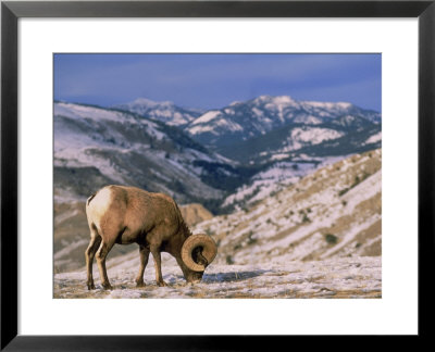 Bighorn Sheep, Yellowstone National Park, Wy by Amy And Chuck Wiley/Wales Pricing Limited Edition Print image