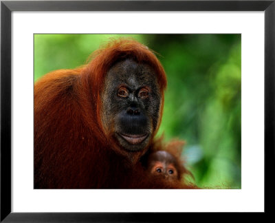 Mother Orangutan With Baby, Pongo Pygmaeus by Robert Franz Pricing Limited Edition Print image