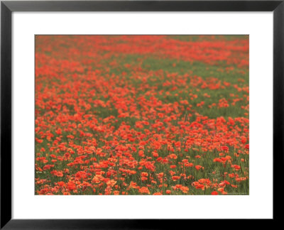Field Of Poppies, Burgenland, Austria by Walter Bibikow Pricing Limited Edition Print image