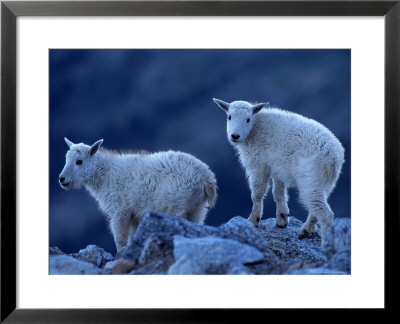 Mountain Goats On Mt. Evans, Co by Don Grall Pricing Limited Edition Print image