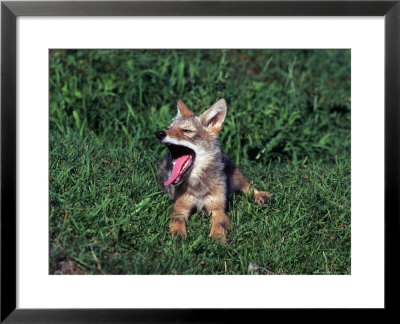 Coyote Pup Yawning, Canis Latrans, Mn by Robert Franz Pricing Limited Edition Print image