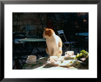 Cat On Table At A Cafe, Paris, Fr by Ken Glaser Pricing Limited Edition Print image