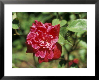 Rosa Serratipetala (China Rose) Mottisfont Abbey by David Askham Pricing Limited Edition Print image