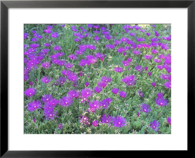 Delosperma Cooperi by Philippe Bonduel Pricing Limited Edition Print image