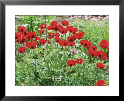 Papaver Commutatum Ladybird by Mark Bolton Pricing Limited Edition Print image