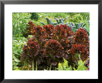 Lettuce Lollo Rossa by Mark Bolton Pricing Limited Edition Print image