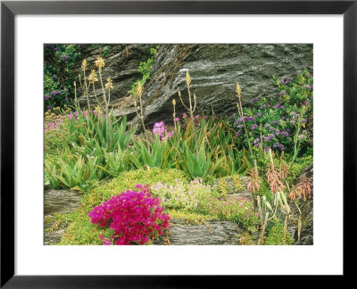 Seaside Rock Garden Salt Tolerant Succulents Hebe by Mark Bolton Pricing Limited Edition Print image