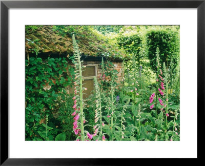 Old Brick Potting Shed Digitalis Purpurea The Old Rectory, Corsley, Wiltshire by Mark Bolton Pricing Limited Edition Print image