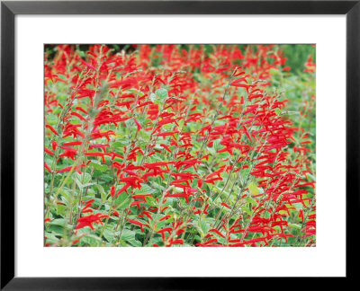 Pineapple Sage (Salvia Elegans) Red Flower September by Mark Bolton Pricing Limited Edition Print image